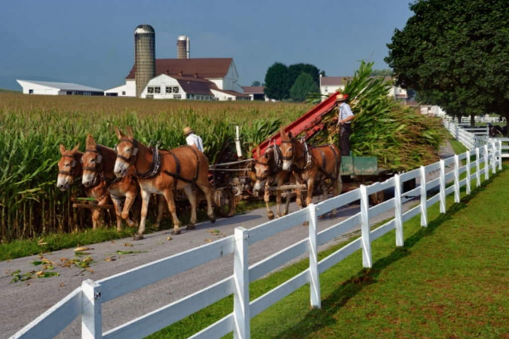 Small Essential Oil farms offer more transparency.