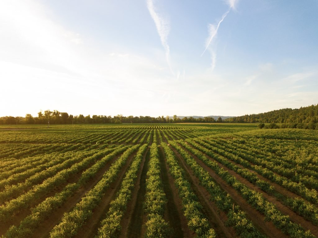 Larger essential oil farms use brokers who exploit native workers.