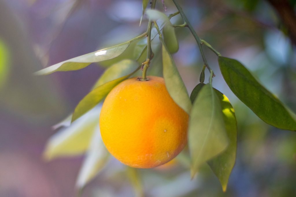 Citrus Essential Oils are Cold Pressed and Pesticide Intensive