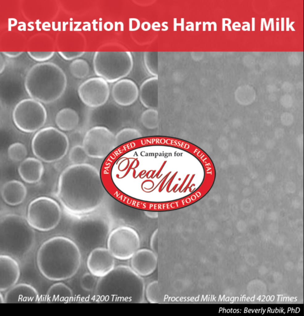 Raw and processed milk magnified 4200 times!