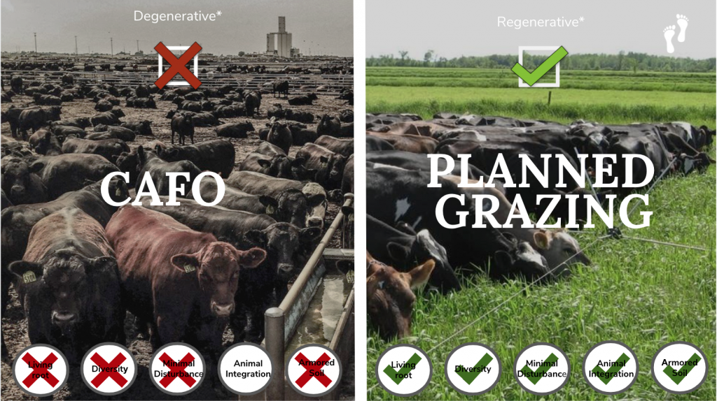 Grass fed cows vs. confinement grain fed cows.